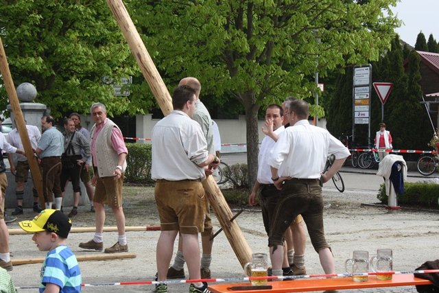 Maibaum 2013